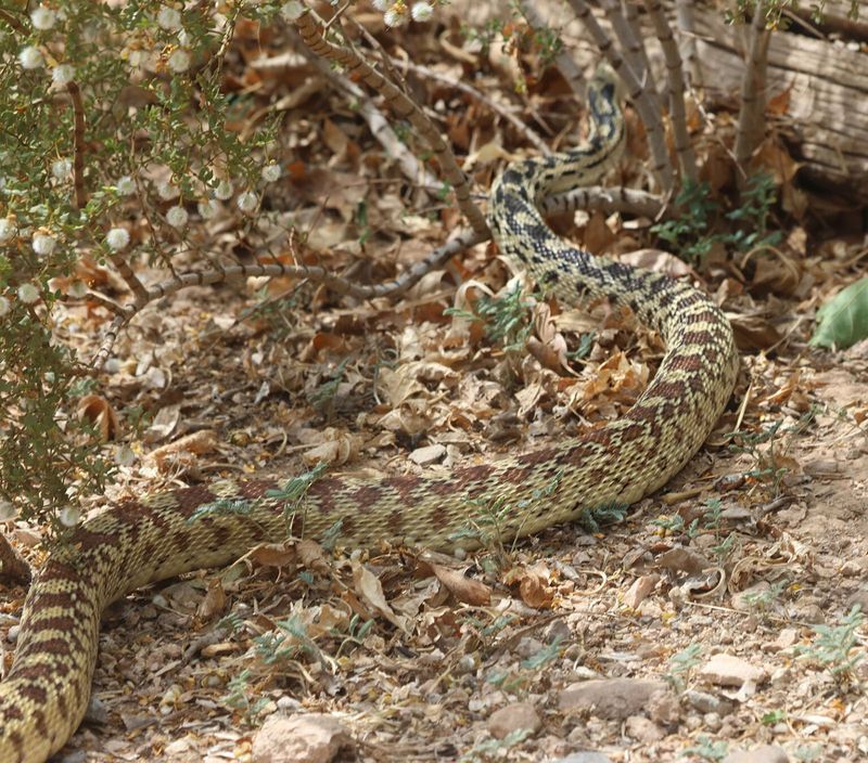 Removing one snake could be counterproductive, but the yard-level effect is unknown