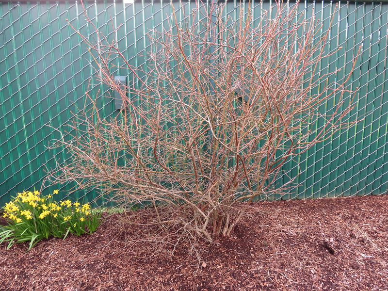 Renew mature canes with careful dormant pruning Renew mature canes with careful dormant pruning