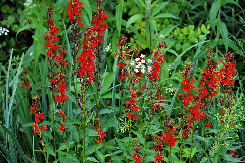 Renew the clump with seed and offsets