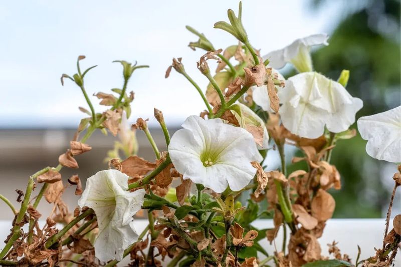 Repeated Overhead Wetting Can Keep Blooms Vulnerable