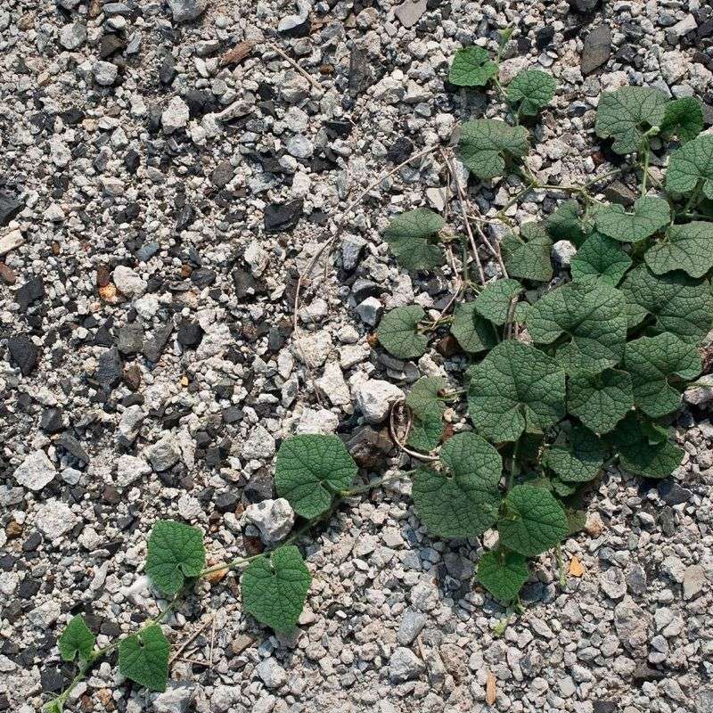 Repeated pulling removes visible weeds but not the growing site
