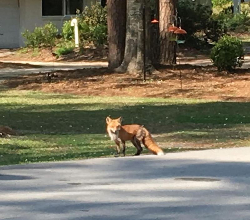 Repeated sightings reveal usable habitat, not a population boom