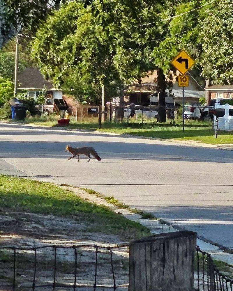 Repeated sightings usually mark a usable neighborhood route