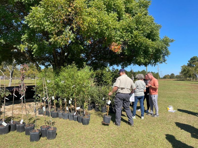 Replace an existing Bradford pear with a measured plan