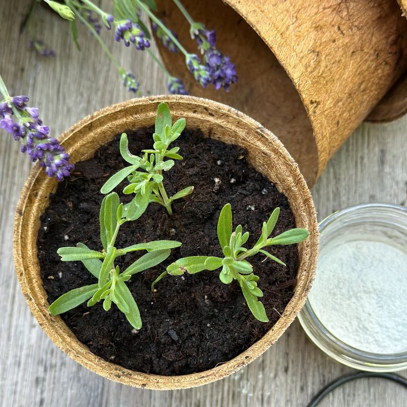 Replace or propagate when the plant has no useful green tissue