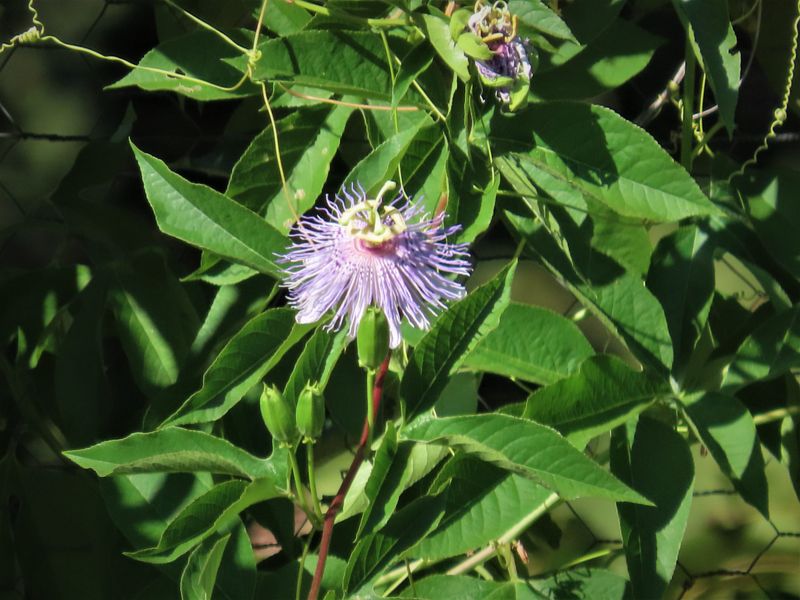 Replace the mosquito-shield promise with a useful planting answer