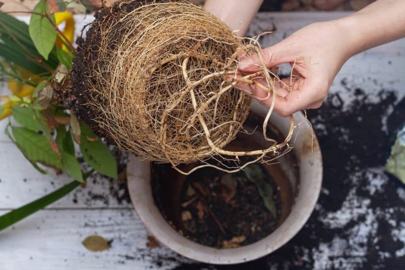 Repot a genuinely root-bound pepper carefully