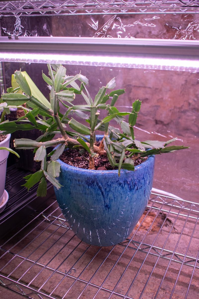 Repotting adds stress during a sensitive stage