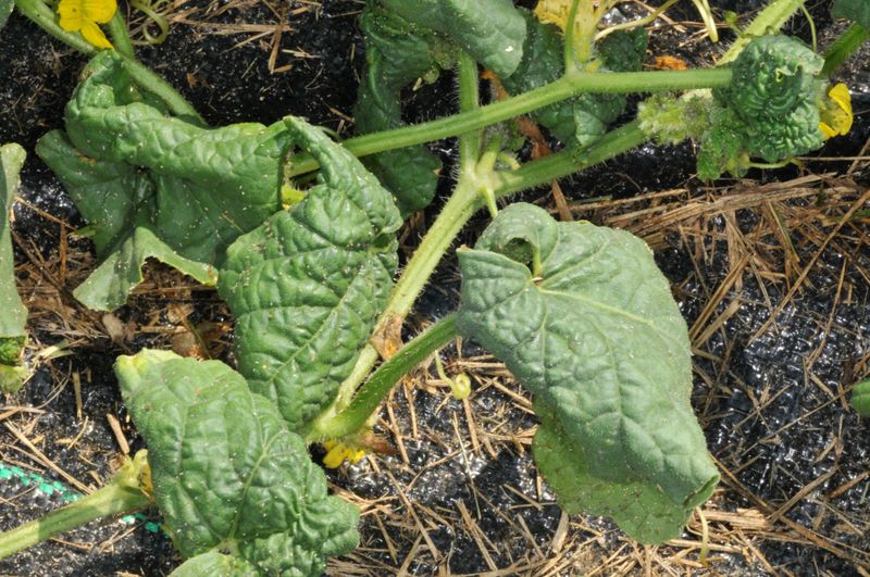 Rescout the vine instead of expecting one spray to finish the job