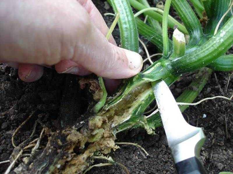Rescue is possible, but the plant may not recover