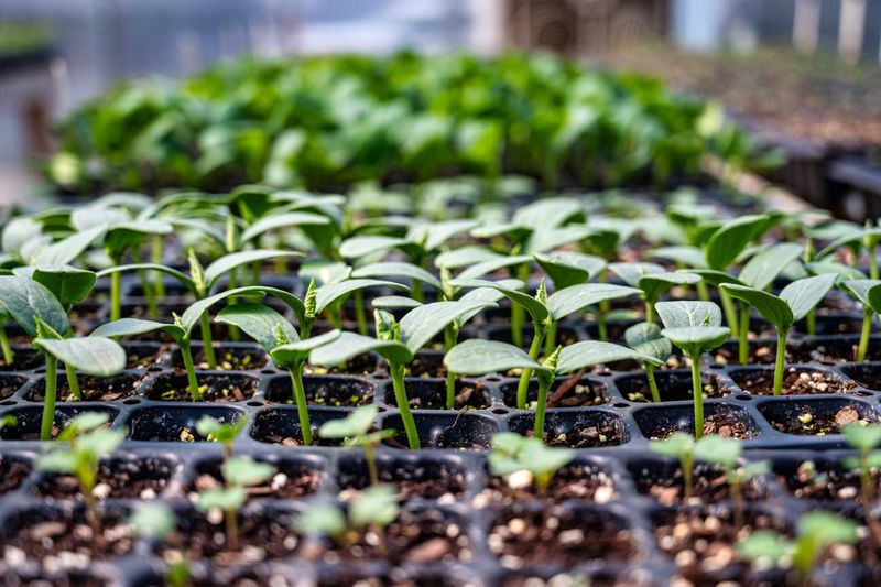 Rescue living seedlings with light, moisture, and space