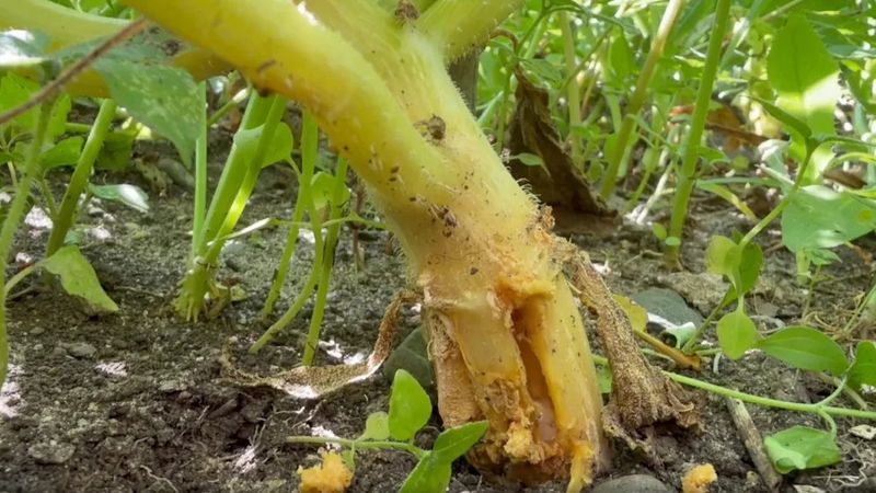 Rescue only a vine that is still viable