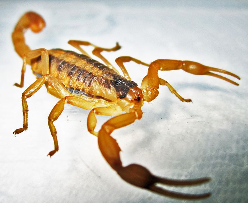 Research does not prove that living Texas sage repels scorpions