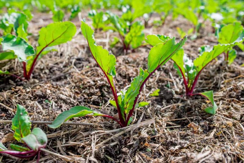 Reseed a failed stand in a better-prepared bed