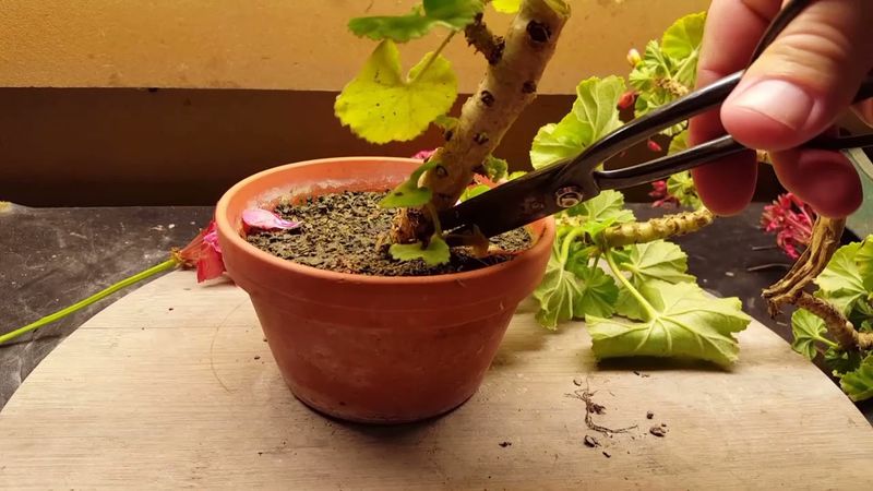 Reserve a hard cutback for leggy, exhausted plants