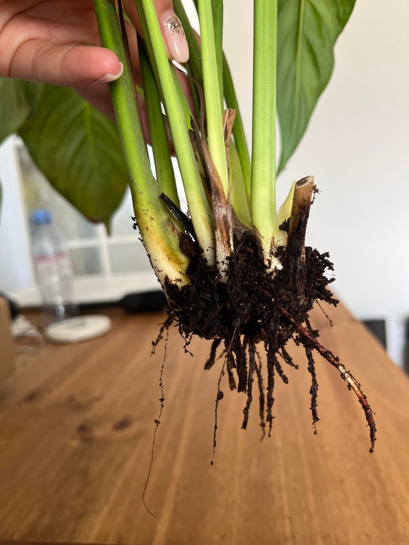 Reset a waterlogged plant without overcorrecting