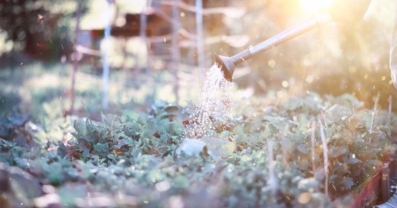 Reset dry or overheated soil with careful watering and mulch