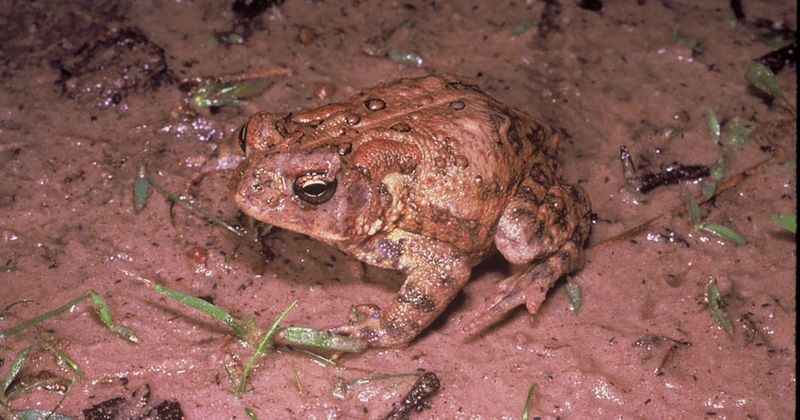 Respect Texas species, protected wildlife, and pet safety Respect Texas species, protected wildlife, and pet safety