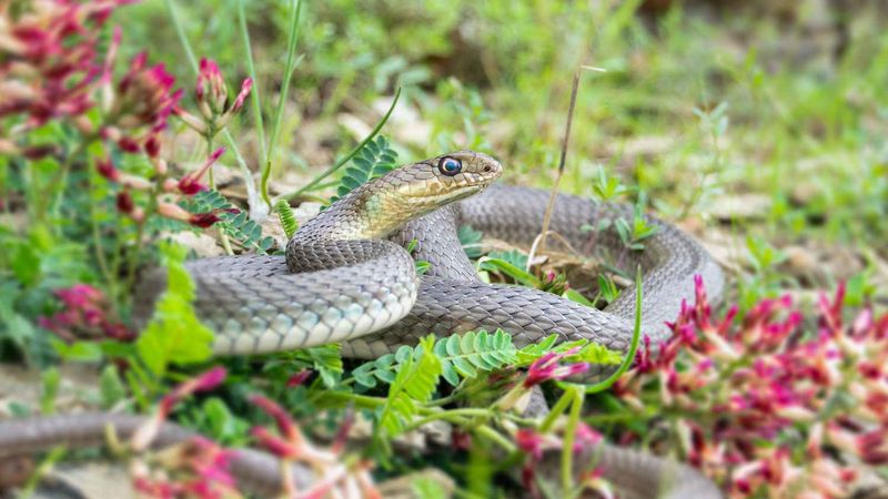 Respond safely when a snake appears Respond safely when a snake appears