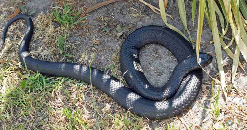 Respond to an outdoor snake by giving it space