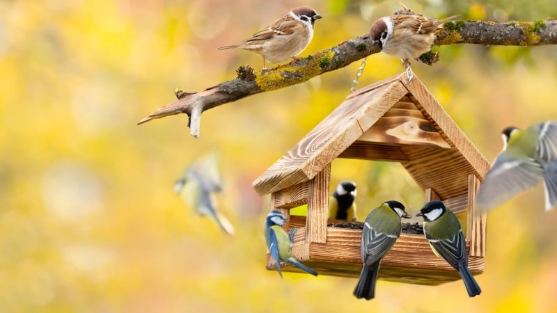 Respond to nuisance behavior without harming the bird