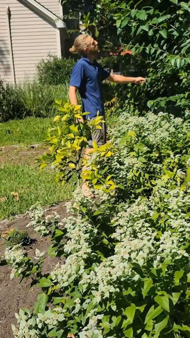 Restore the opening with suitable native plants