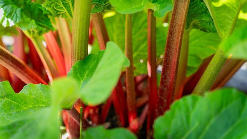 Rhubarb