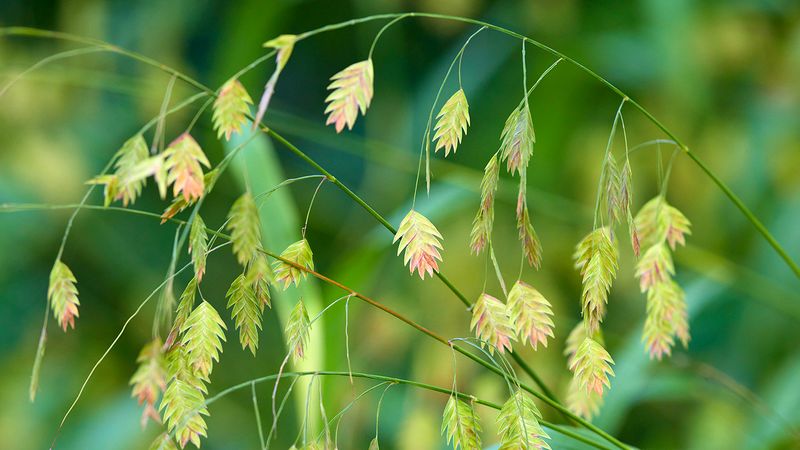 River oats creates height, movement, and a different kind of edge