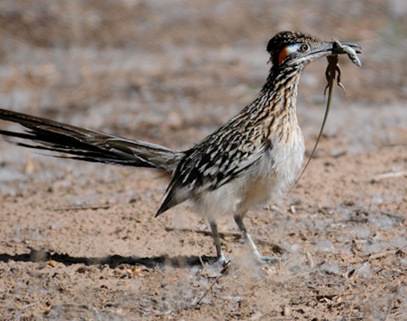 Roadrunners do not provide dependable scorpion control