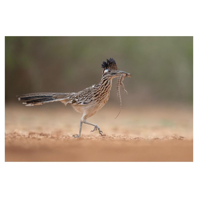 Roadrunners eat scorpions without becoming pest-control specialists