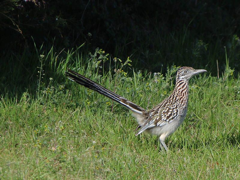Roadrunners eat scorpions—but that does not make them household control Roadrunners eat scorpions—but that does not make them household control