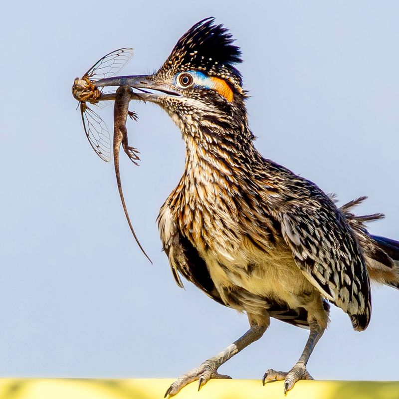 Roadrunners eat scorpions—but they are not backyard exterminators