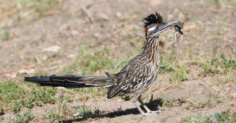Roadrunners eat scorpions—but they are not proven exterminators Roadrunners eat scorpions—but they are not proven exterminators