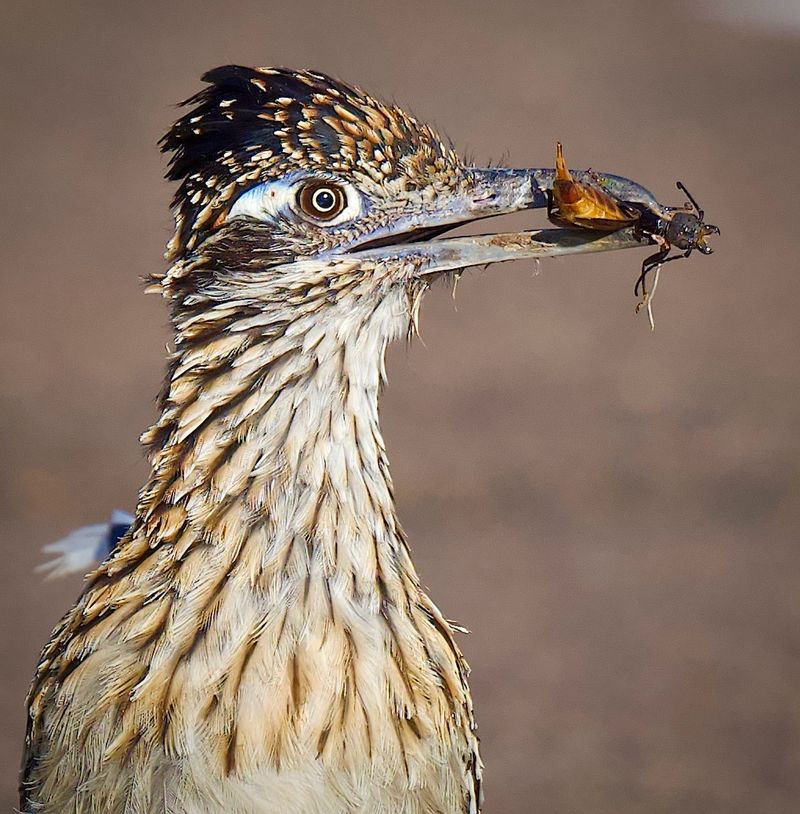 Roadrunners may eat scorpions, but they do not provide reliable control