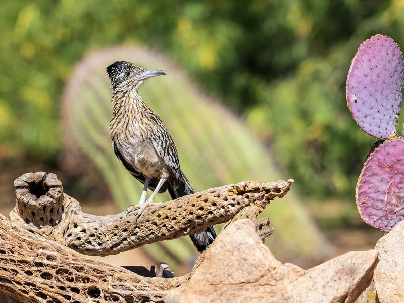 Roadrunners use open ground beside sturdy cover