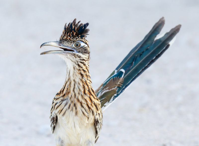 Roadrunners