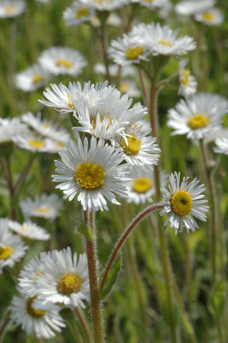 Robin's Plantain (Erigeron pulchellus)