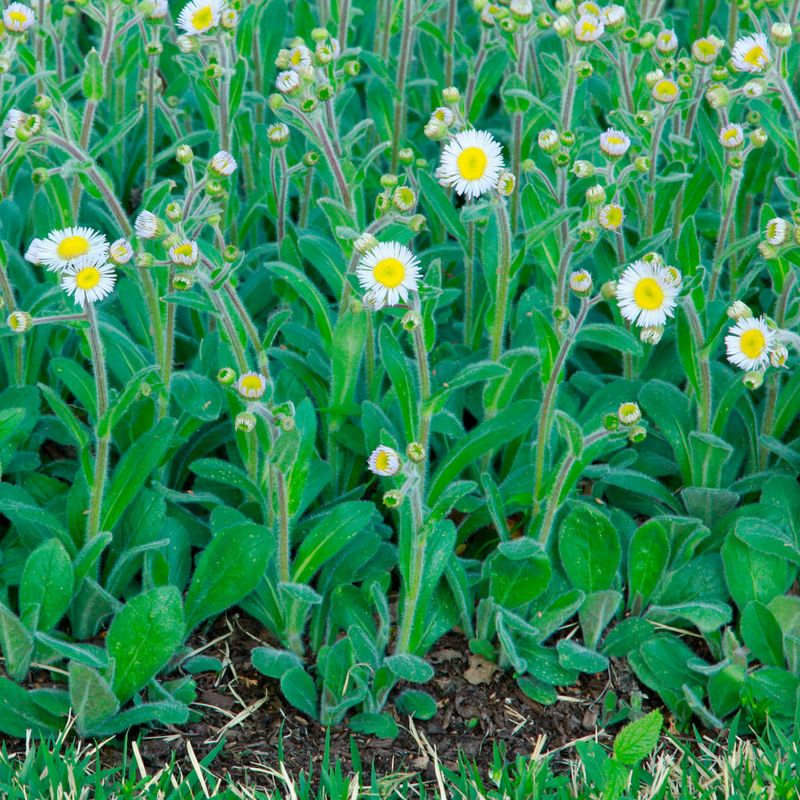 Robin's Plantain (Erigeron pulchellus)