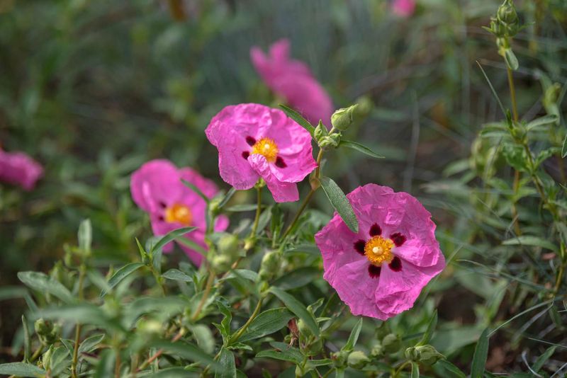 Rockrose (Cistus)