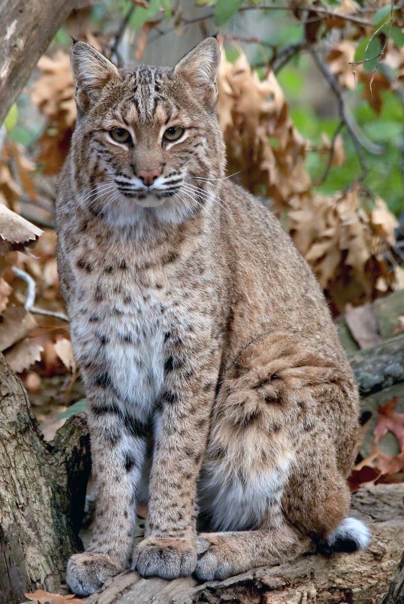 Rodent Control Should Protect the Predator, Too