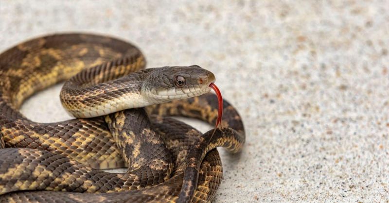 Rodent meals do not equal guaranteed rodent control