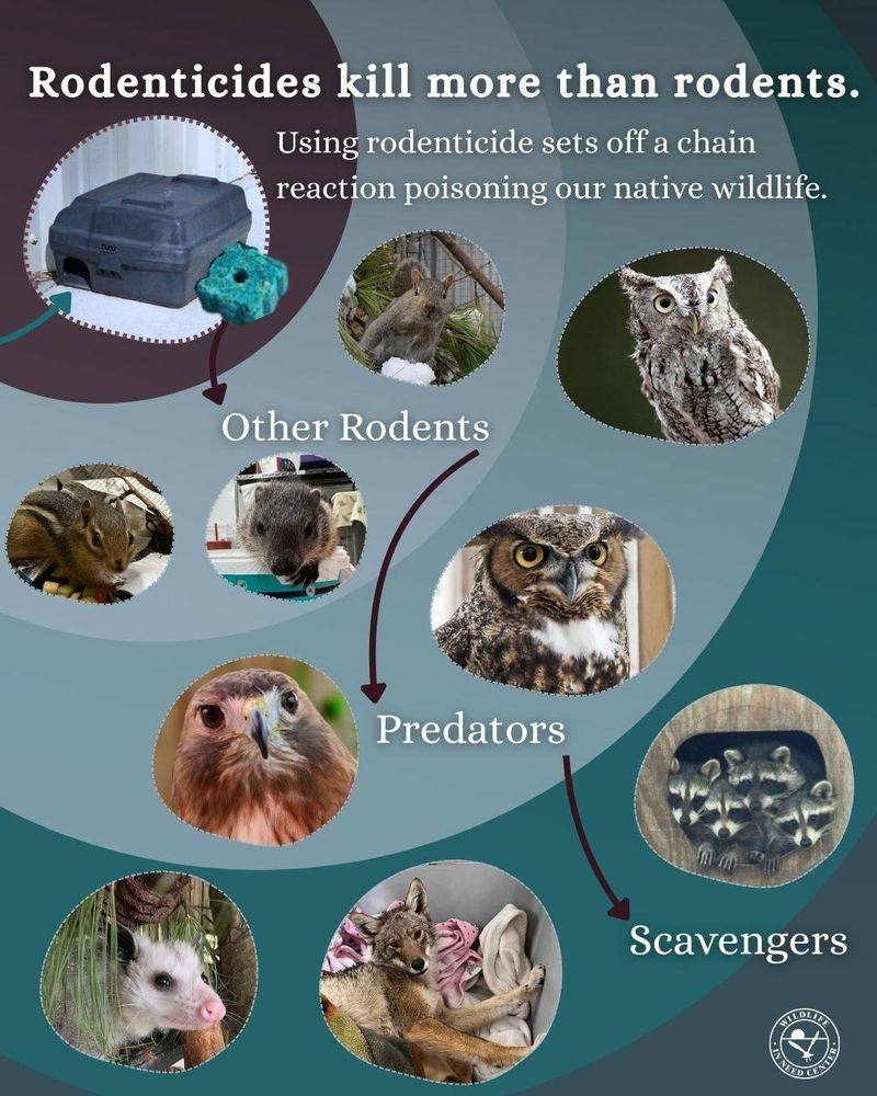 Rodent poison can create a wildlife hazard