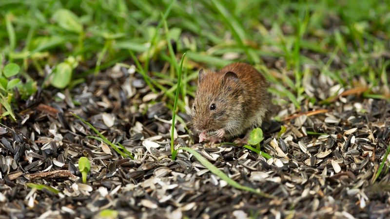 Rodents can contribute, but one snake does not diagnose an infestation Rodents can contribute, but one snake does not diagnose an infestation