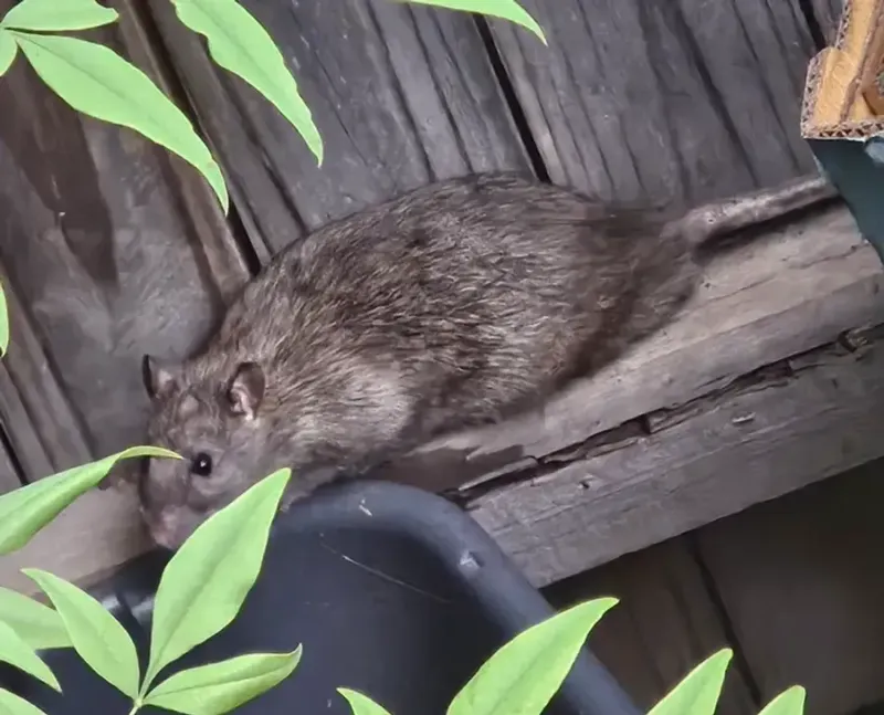 Roof rats change the route