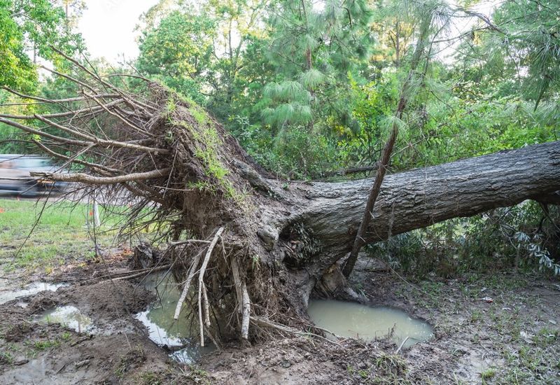 Root Damage Can Surface Long After the Cutting Root Damage Can Surface Long After the Cutting