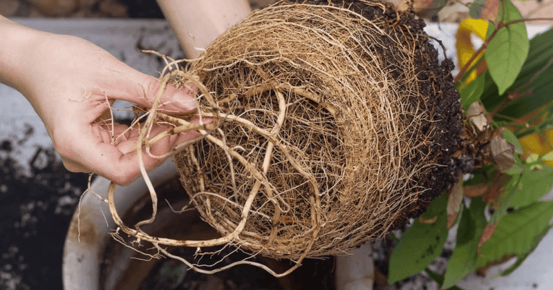 Root restriction is possible, but the title’s premise is too broad