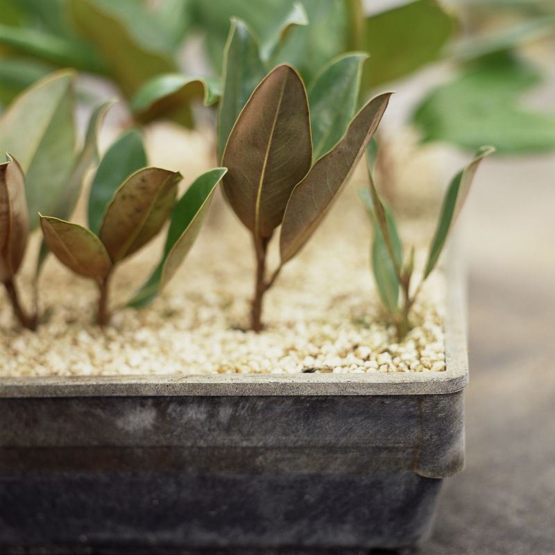 Root the cutting in a porous, well-drained medium