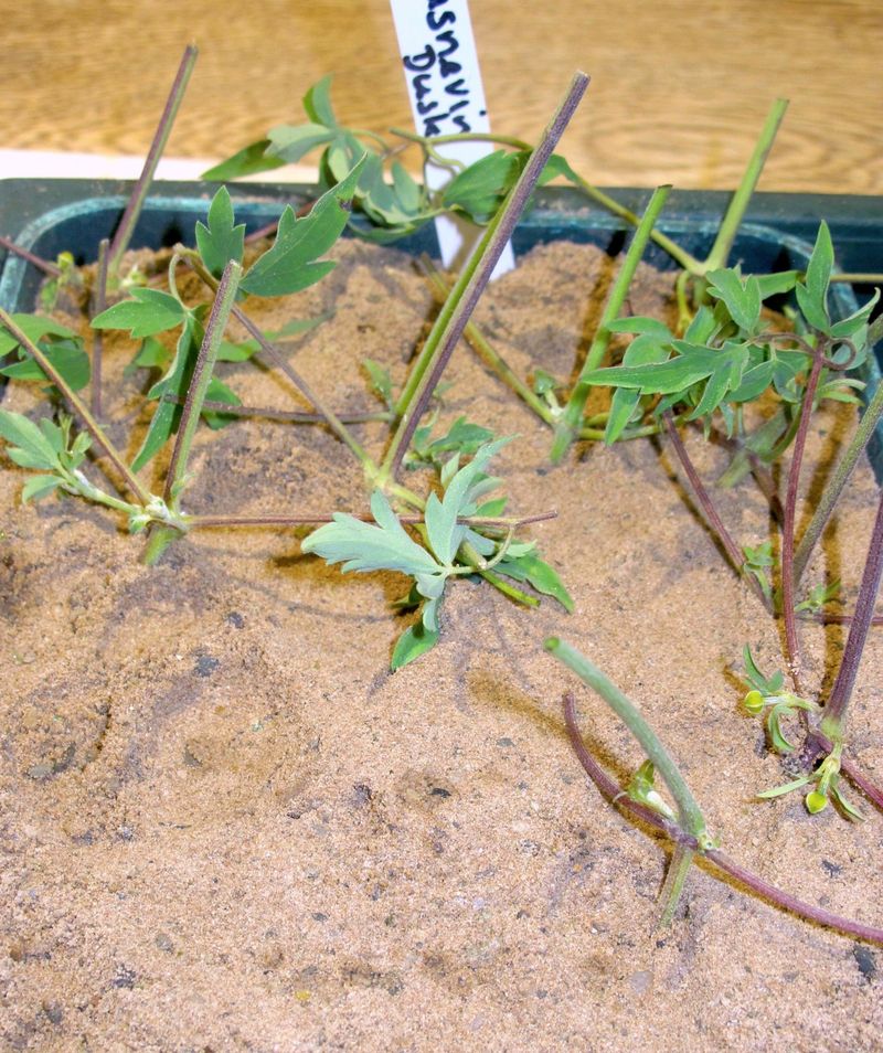 Root the cutting in an airy, clean medium Root the cutting in an airy, clean medium