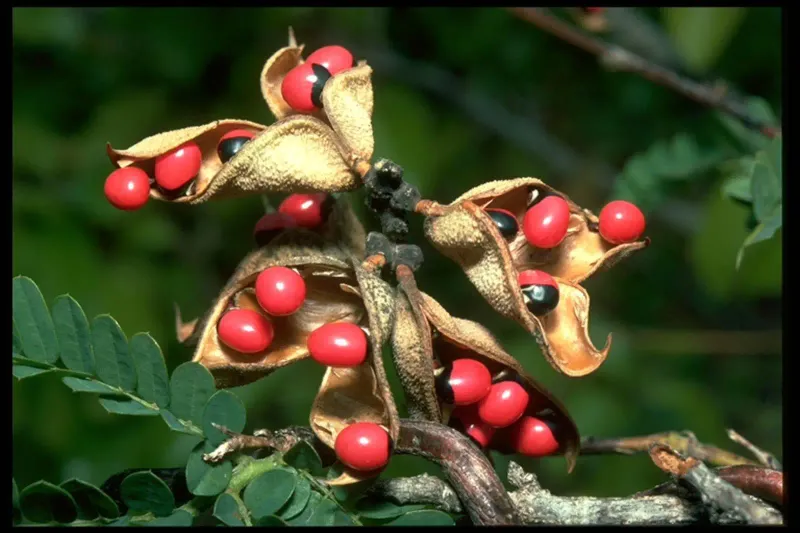 Rosary Pea