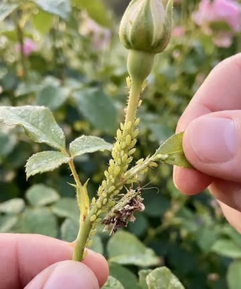 Rose aphids can bring helpful predators with them